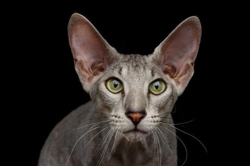 Petsfestival 2021: il gatto è sempre più protagonista Petsfestival 2021: il gatto è sempre più protagonista