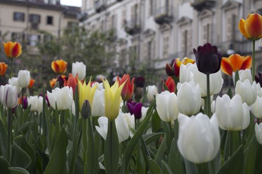 fiori