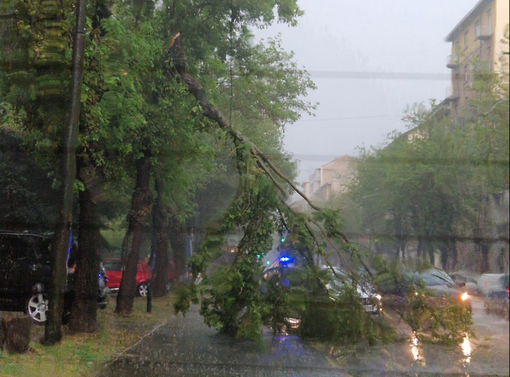 Un albero si spezza in Corso Belgio, 120 interventi per il maltempo