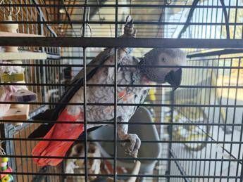 Scappato nel 2018, il pappagallo Gino torna a casa dopo 7 anni Scappato nel 2018, il pappagallo Gino torna a casa dopo 7 anni