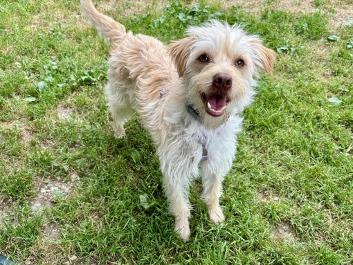 Alfred di Rivalta Alfred di Rivalta