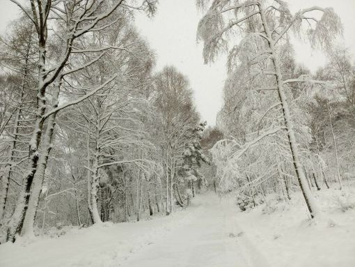 Meteo: continua il freddo e vento sulle pianure, neve sulle Alpi Meteo: continua il freddo e vento sulle pianure, neve sulle Alpi