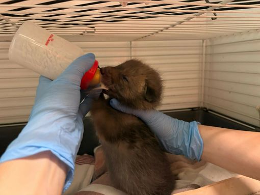 Emergenza cuccioli al centro animali di Grugliasco: finite le scorte di latte Emergenza cuccioli al centro animali di Grugliasco: finite le scorte di latte