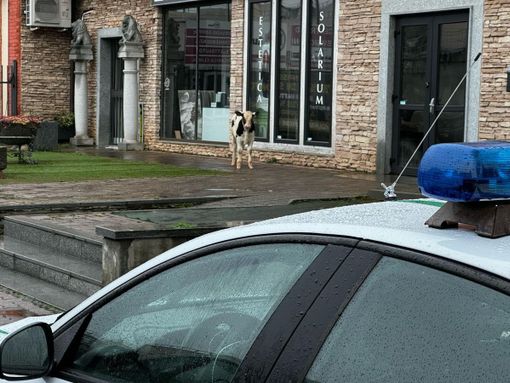 &quot;Cliente&quot; inatteso alle Gru: un vitello scappato da una cascina crea il panico a Grugliasco