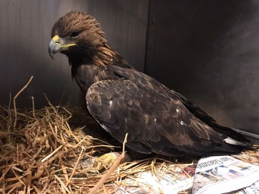 Aquila Reale recuperata a Traversella: era stata intossicata da una preda avvelenata Aquila Reale recuperata a Traversella: era stata intossicata da una preda avvelenata