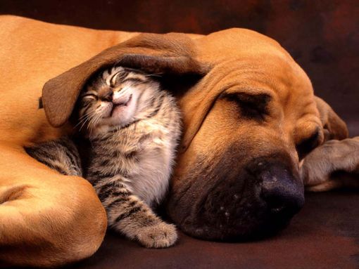 Grugliasco a 6 zampe: sempre dalla parte degli animali