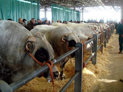 Domani al MIAC l’inaugurazione della 41ª Mostra Nazionale Dei Bovini Di Razza Piemontese Domani al MIAC l’inaugurazione della 41ª Mostra Nazionale Dei Bovini Di Razza Piemontese