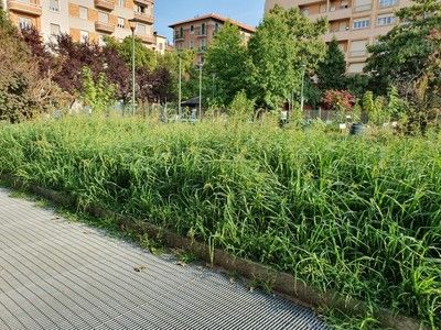 taglio erba taglio erba