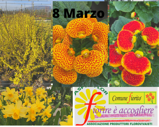 mimose manifesto