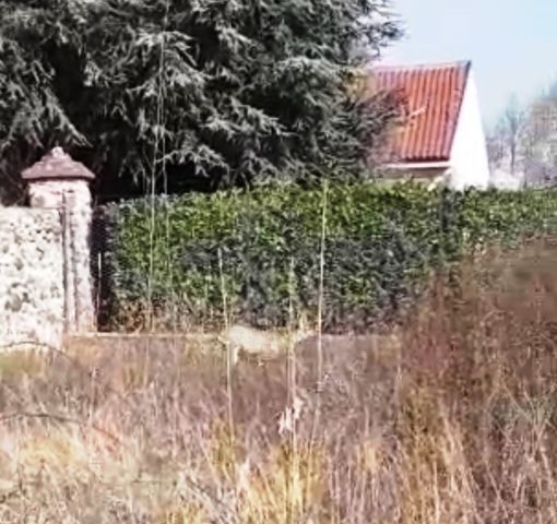 Cerbiatto in uno spazio di Grugliasco