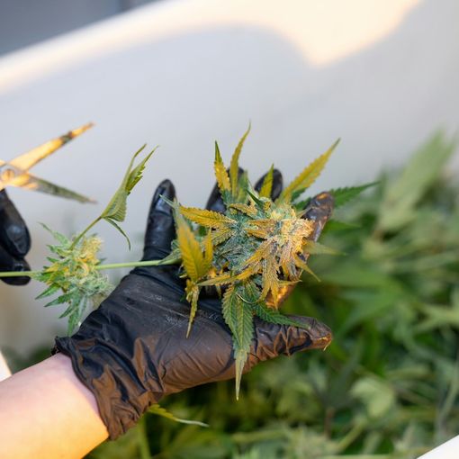 Sei cose da sapere se si prova l’olio di CBD per la prima volta