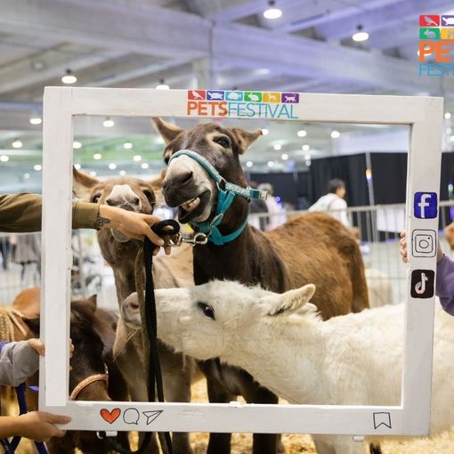 Petsfestival 2024, un evento imperdibile per gli amanti degli animali