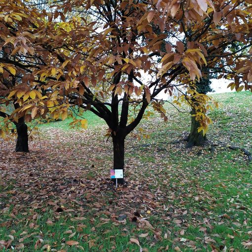 Terza Missione: l'impegno del Dipartimento di Scienze Agrarie, Forestali e Alimentari di Grugliasco