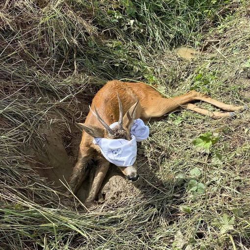 Capriolo investito viene soccorso a Virle Piemonte