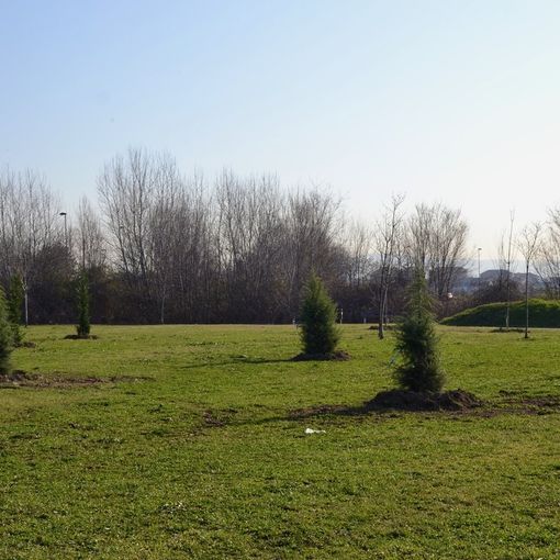 Una Grugliasco più verde: quasi 300 gli alberi piantumati a marzo