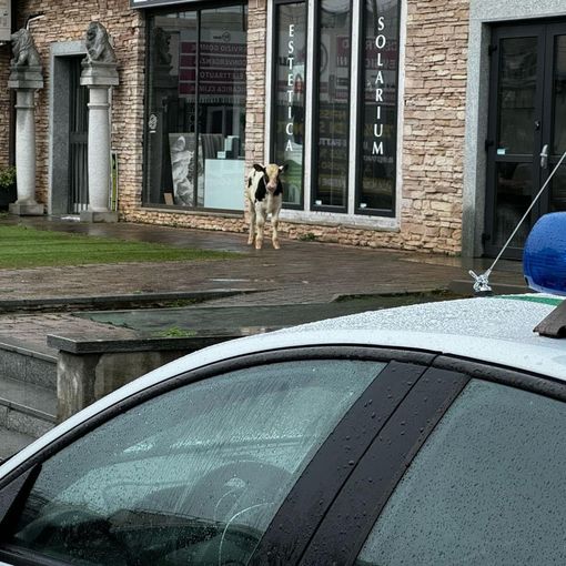 &quot;Cliente&quot; inatteso alle Gru: un vitello scappato da una cascina crea il panico a Grugliasco