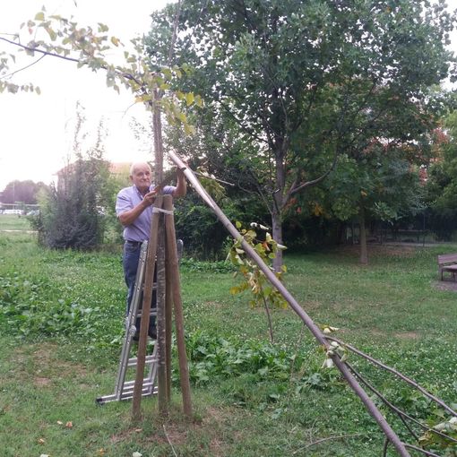 Sistemati dai volontari gli alberi danneggiati dal maltempo al parco San Sebastiano di Grugliasco