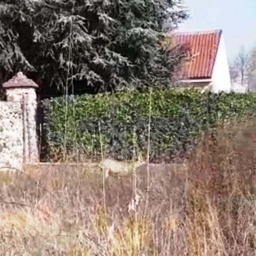 Cerbiatto in uno spazio di Grugliasco