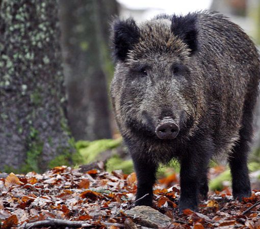Lotta ai cinghiali, in 7 mesi consegnate 2,4 tonnellate di carne al Banco alimentare