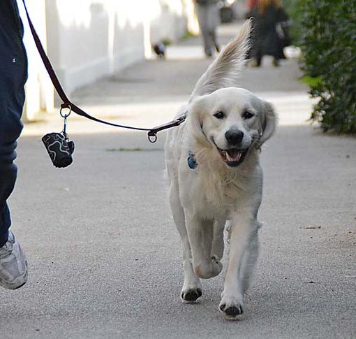 Grugliasco, cacche e pipì dei cani sotto il porticato del Municipio: pronte le microtelecamere per individuare i padroni