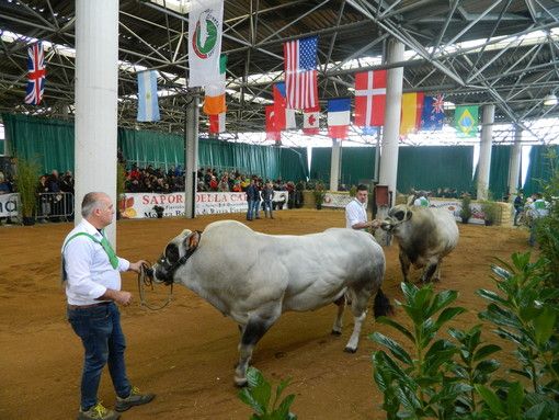 Dal 5 al 7 novembre al Mercato Ingrosso Alimentare di Cuneo torna la Mostra Nazionale dei Bovini di Razza Piemontese