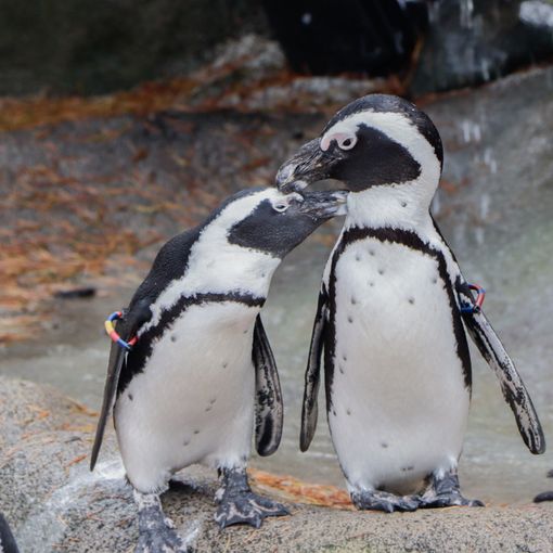 pinguini africani