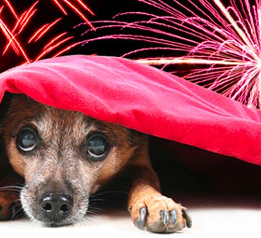 Grugliasco dice no ai botti di Capodanno