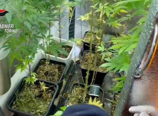 Coltivazione di cannabis
