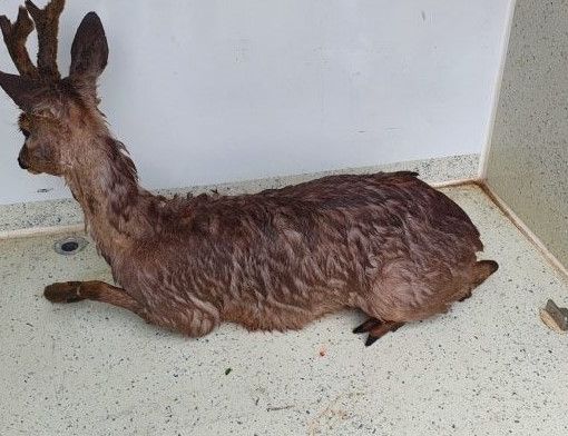 il capriolo ferito