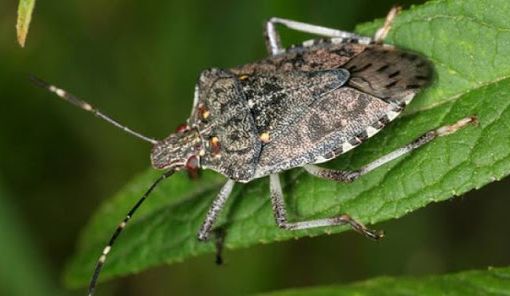 Lotta alla cimice asiatica: area dei danni esteso a tutto il territorio piemontese