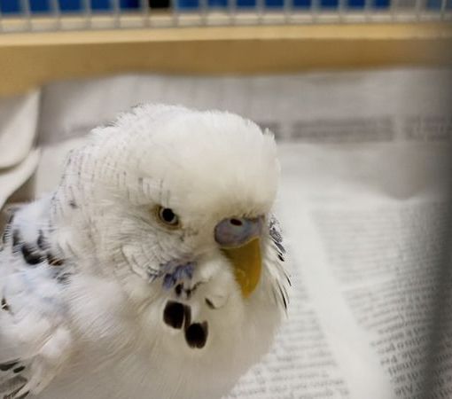 AAA cercasi proprietario della cocorita ritrovata a Nichelino