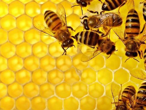 Grugliasco, fino al 20 novembre il bando per diventare allevatori di api
