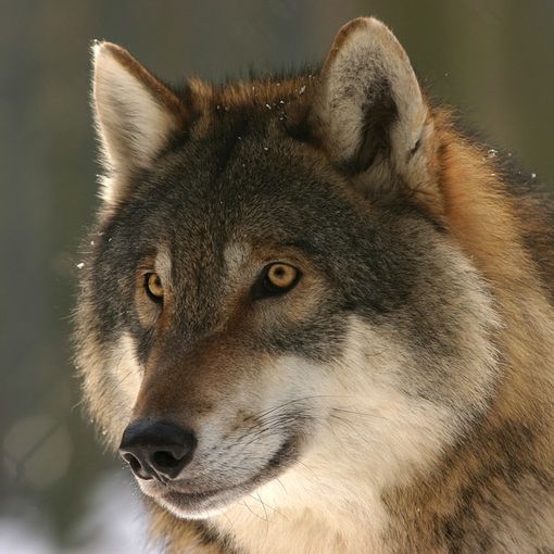 lupi