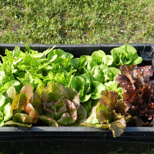 orto e insalata