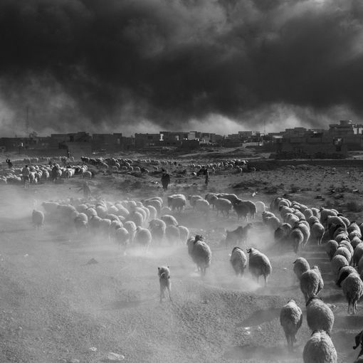 foto realizzata a Mosul