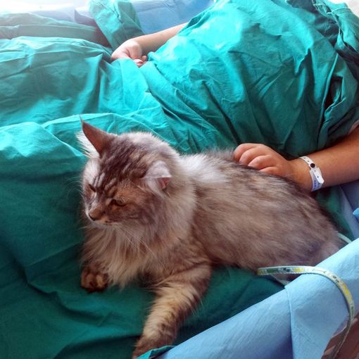 pet therapy