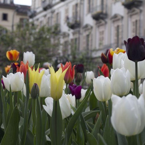 fiori