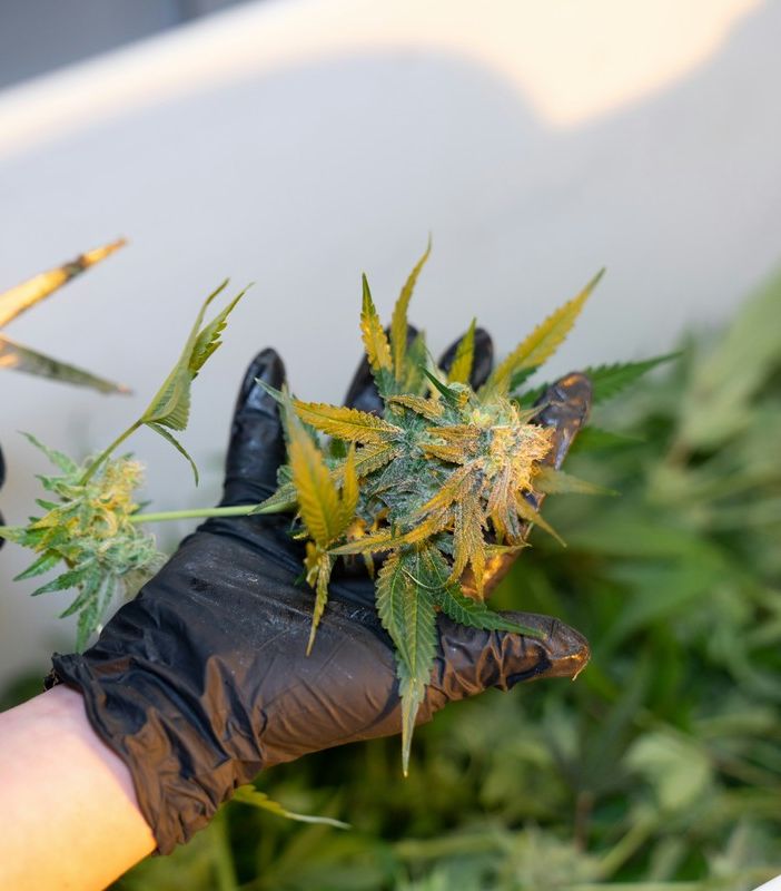 Sei cose da sapere se si prova l’olio di CBD per la prima volta
