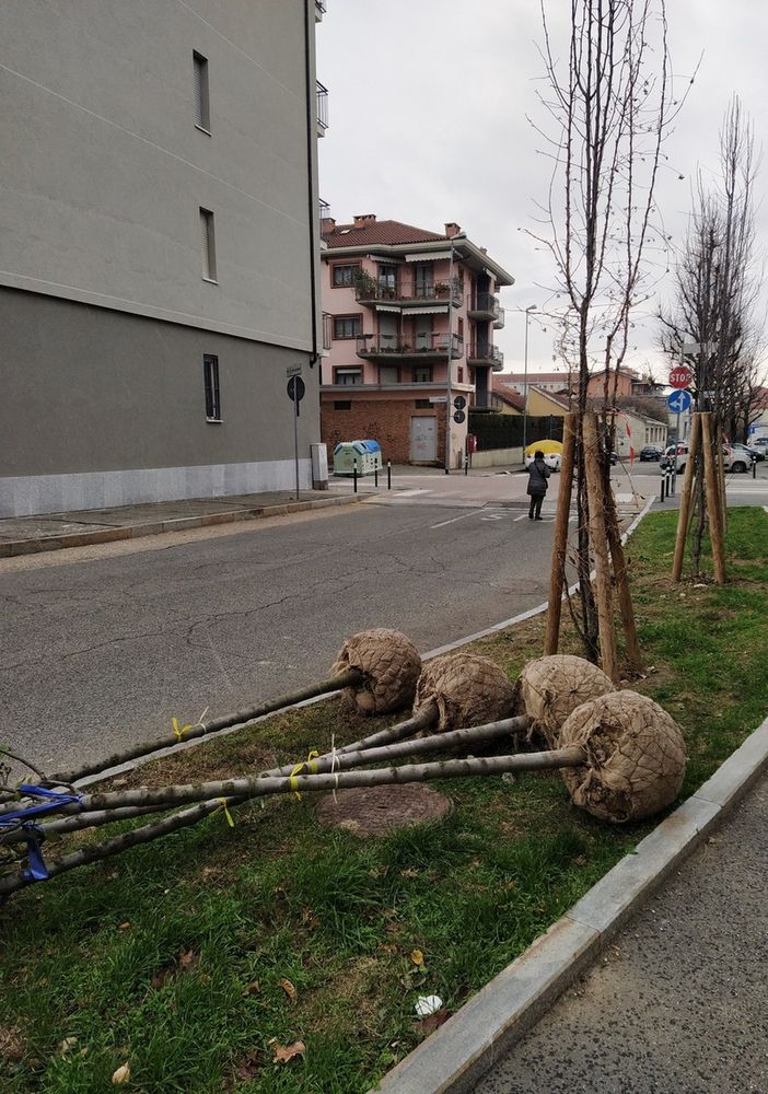 piantumazione alberi
