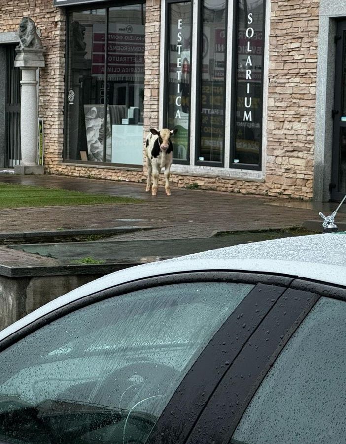 &quot;Cliente&quot; inatteso alle Gru: un vitello scappato da una cascina crea il panico a Grugliasco
