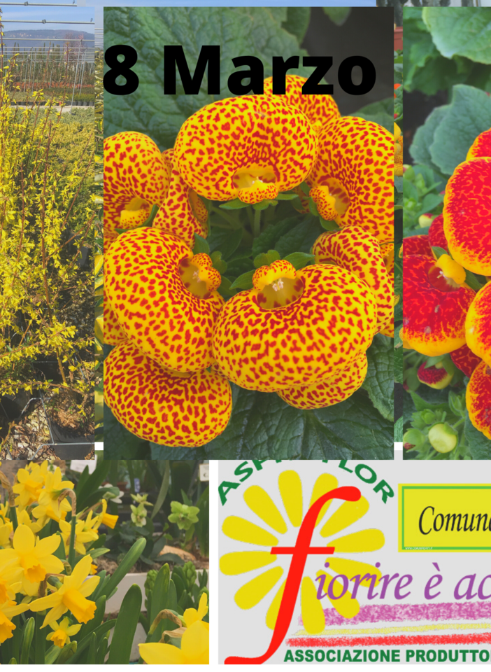 mimose manifesto