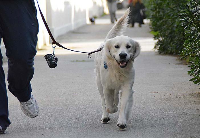 Grugliasco, cacche e pipì dei cani sotto il porticato del Municipio: pronte le microtelecamere per individuare i padroni