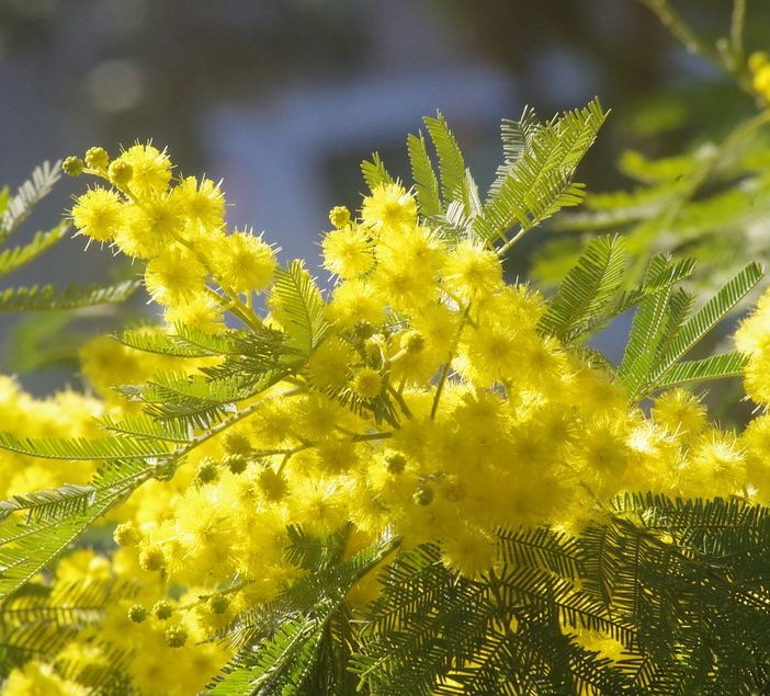 Un ricco programma di eventi organizzato a Grugliasco per la Festa della Donna