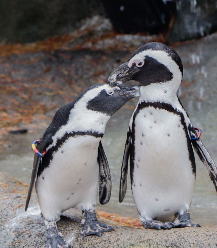 pinguini africani
