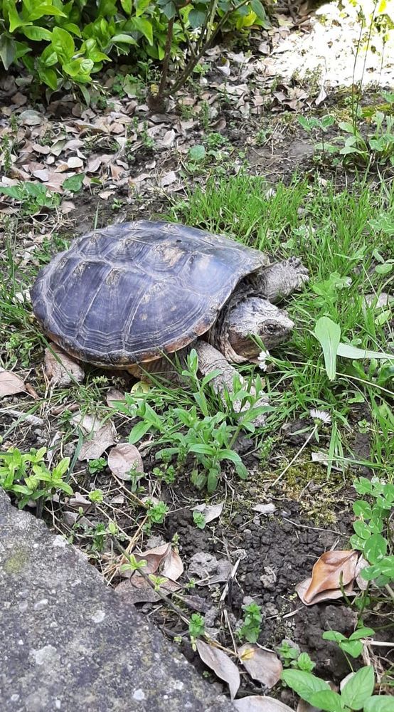 Una tartaruga azzannatrice recuperata dai tecnici del Canc di Grugliasco