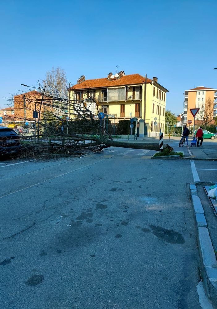 albero caduto a Grugliasco