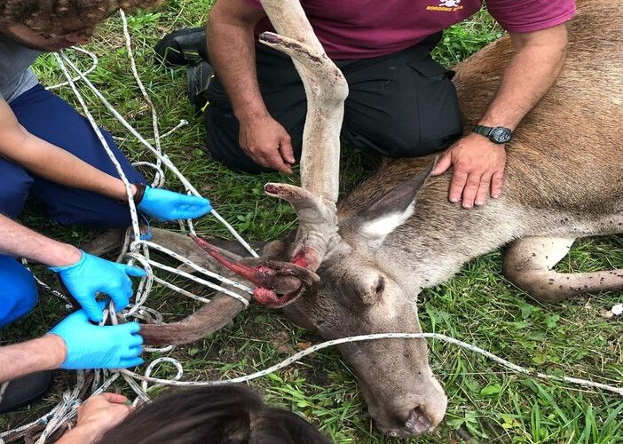 animale ferito e soccorso da mani umane animale ferito e soccorso da mani umane