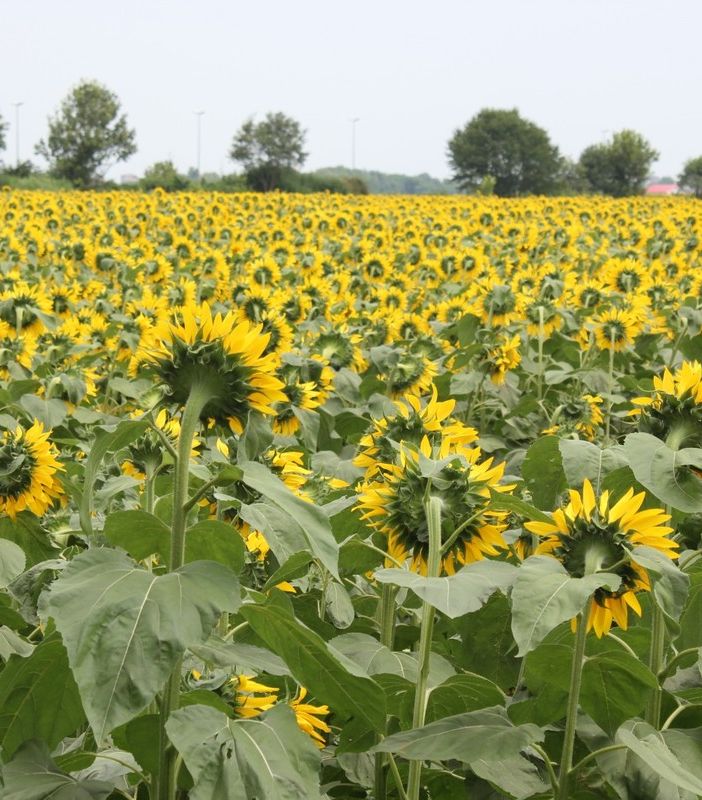 girasoli enormi campo di grugliasco
