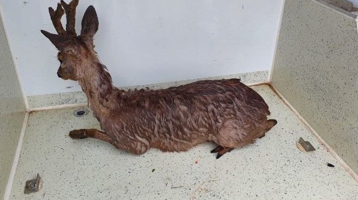 il capriolo ferito