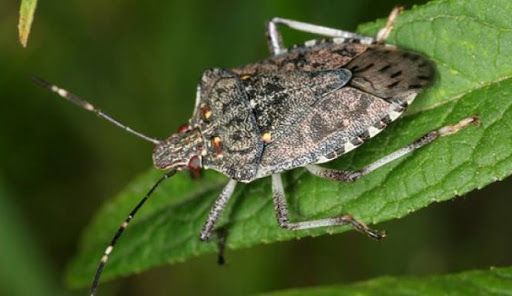 Lotta alla cimice asiatica: area dei danni esteso a tutto il territorio piemontese